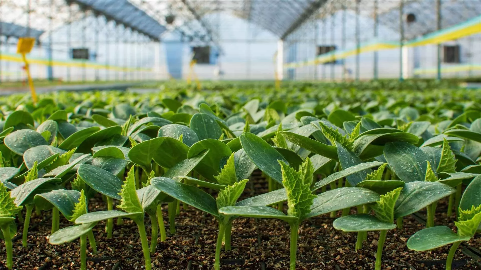 Seedlings and Young Plants