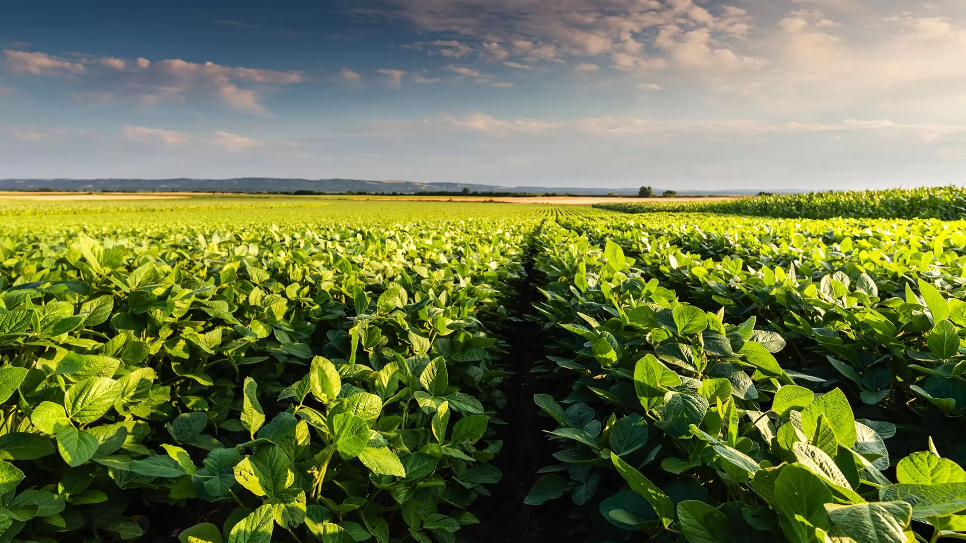 Field Crops
