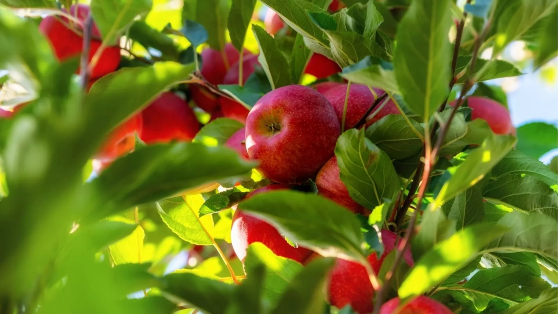Fruit Trees